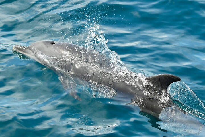Dolphin Watching with Costa Rican Companies - Photo 1 of 7